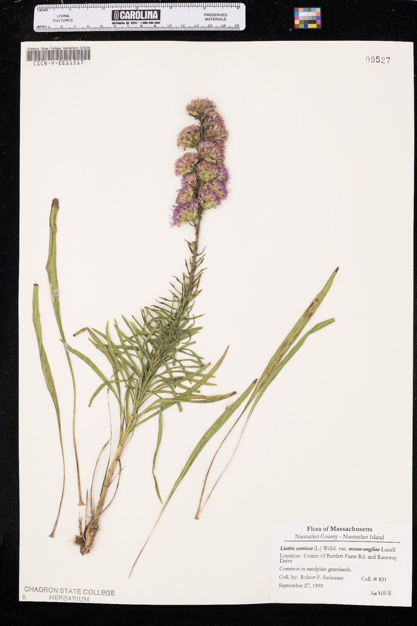 Liatris scariosa var. novae-angliae image