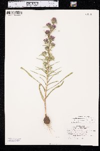 Liatris glabrata image