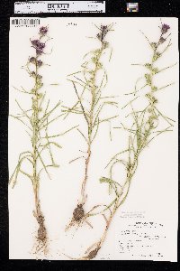 Liatris glabrata image