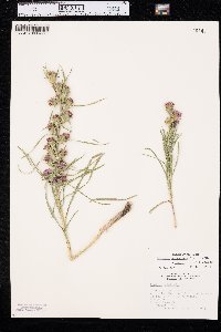 Liatris glabrata image