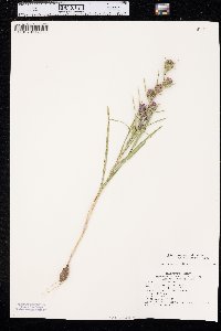 Liatris glabrata image