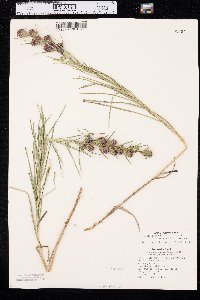 Liatris glabrata image