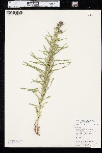 Liatris glabrata image