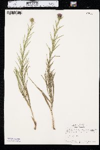 Liatris hirsuta image