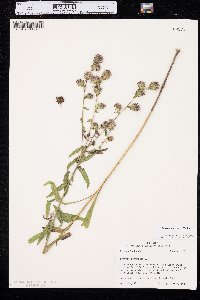 Liatris squarrulosa image