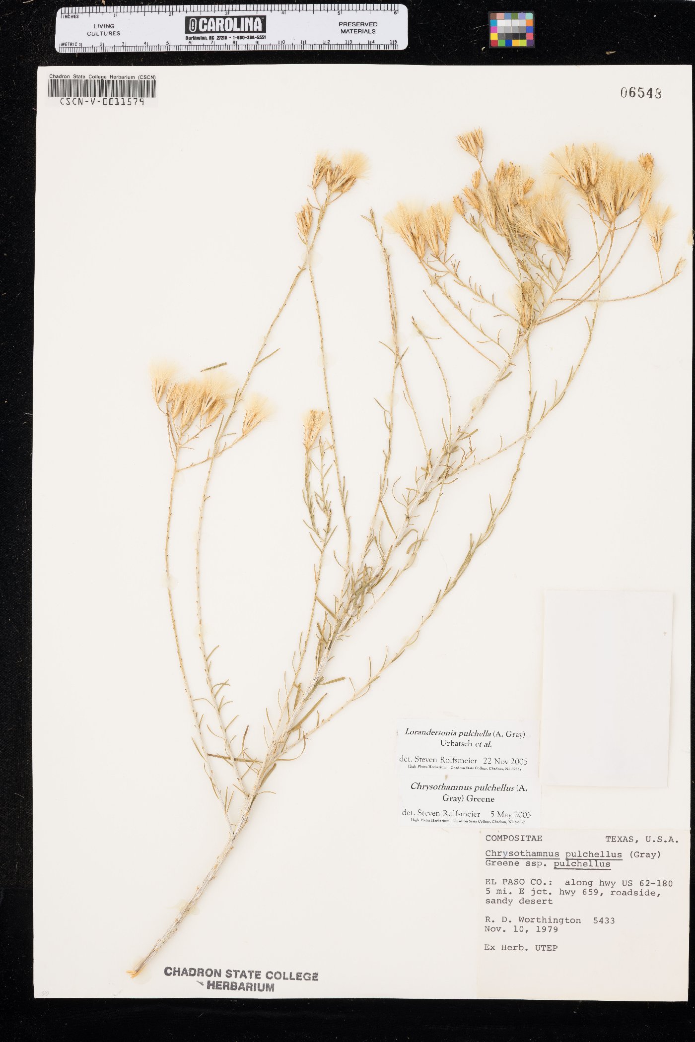 Lorandersonia pulchella image