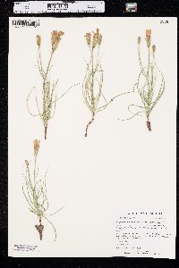 Lygodesmia grandiflora image