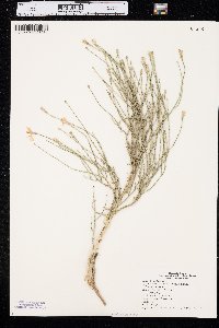 Lygodesmia juncea image