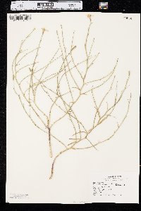 Lygodesmia juncea image