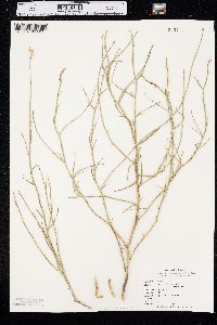 Lygodesmia juncea image