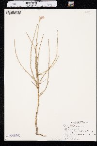 Lygodesmia juncea image