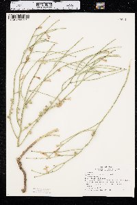 Lygodesmia juncea image