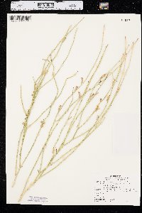 Lygodesmia juncea image