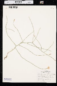 Lygodesmia juncea image