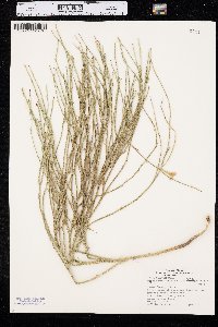 Lygodesmia juncea image