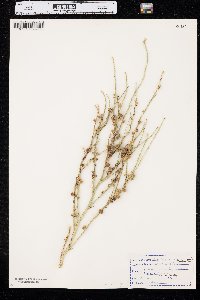 Lygodesmia juncea image