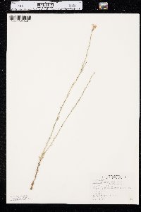 Lygodesmia juncea image