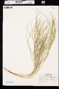 Lygodesmia juncea image