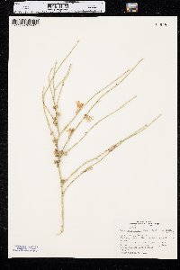 Lygodesmia juncea image