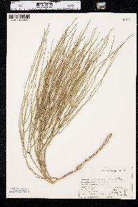 Lygodesmia juncea image