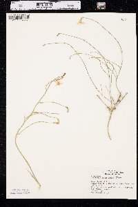 Lygodesmia juncea image