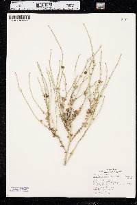 Lygodesmia juncea image