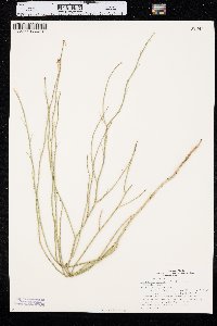 Lygodesmia juncea image