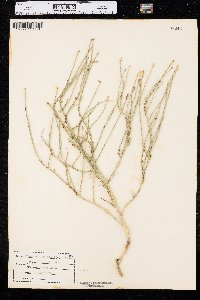 Lygodesmia juncea image