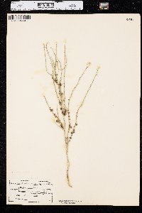 Lygodesmia juncea image