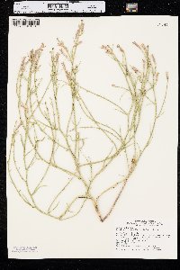 Lygodesmia juncea image