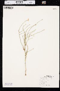 Lygodesmia juncea image