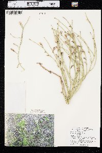 Lygodesmia juncea image