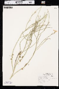 Lygodesmia juncea image