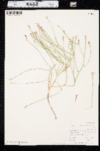 Lygodesmia juncea image