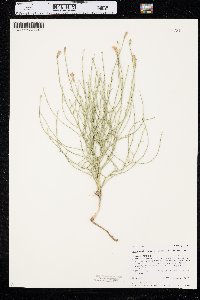 Lygodesmia juncea image