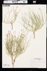 Lygodesmia juncea image