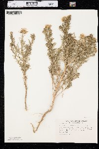 Machaeranthera tanacetifolia image