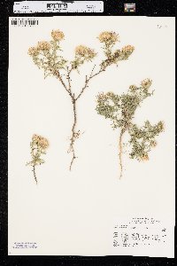 Machaeranthera tanacetifolia image