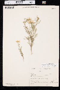 Machaeranthera tanacetifolia image