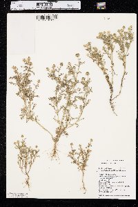 Matricaria discoidea image