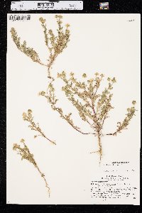 Matricaria discoidea image