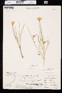 Microseris nutans image