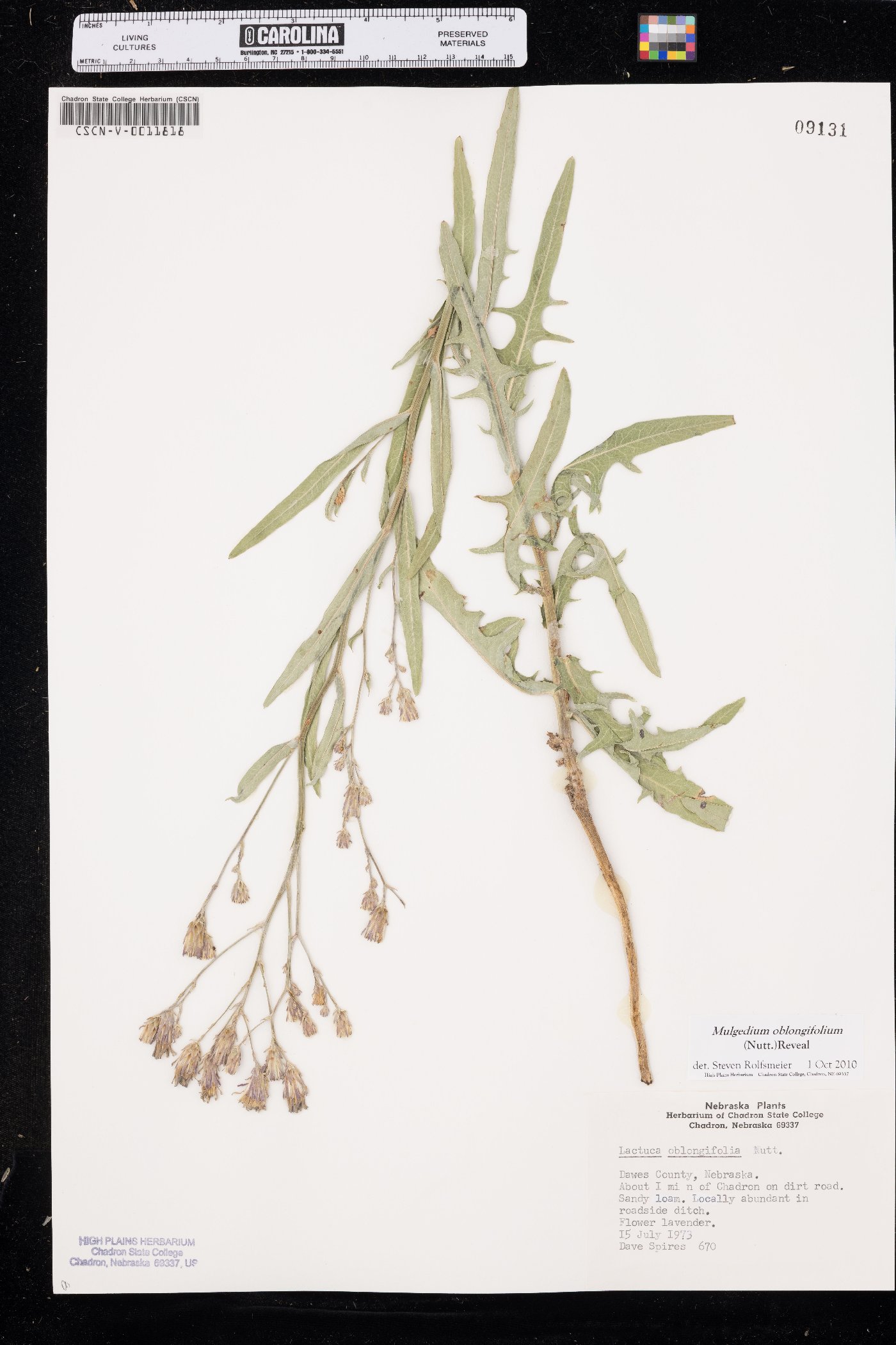 Lactuca tatarica image