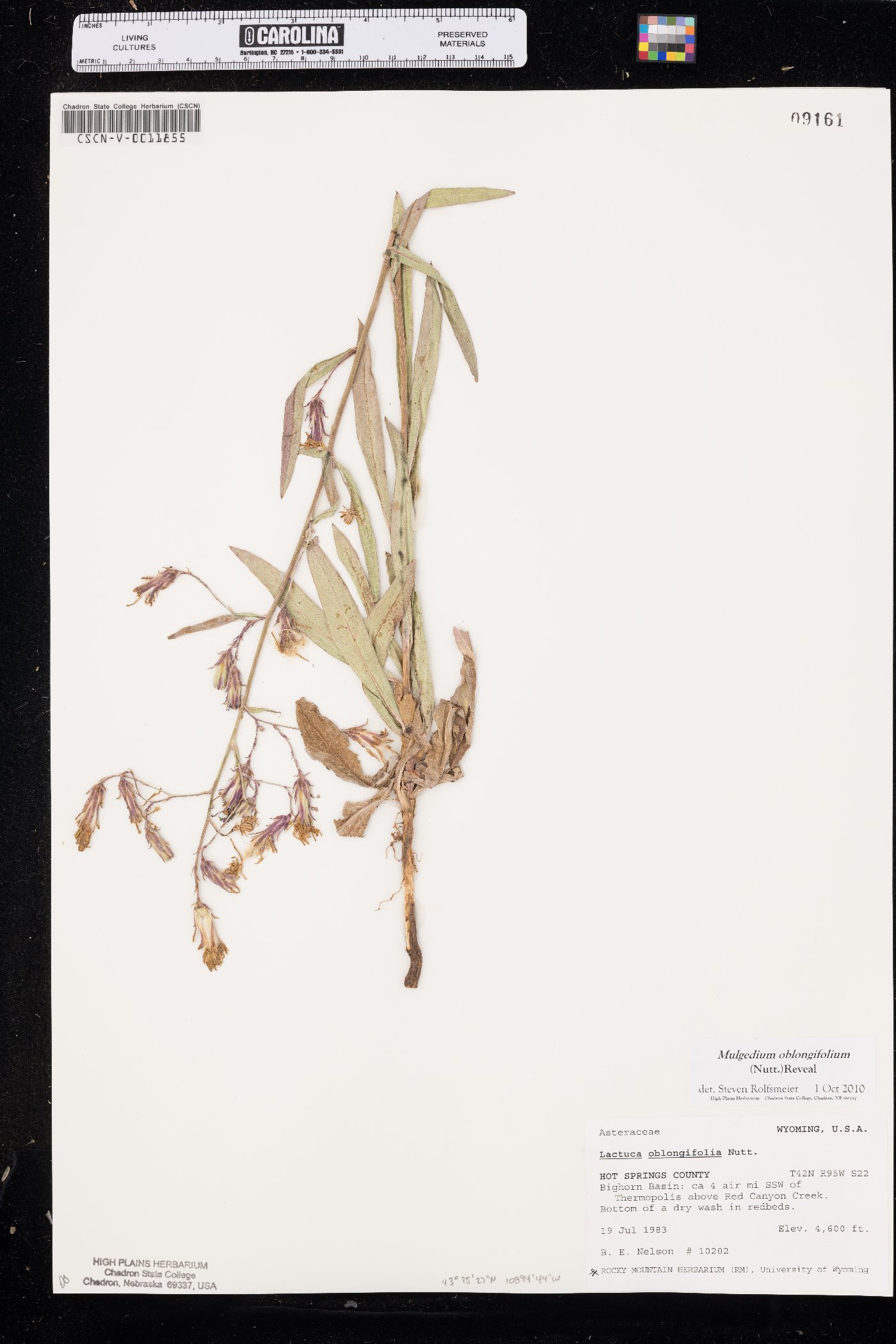 Lactuca tatarica image