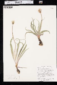 Nothocalais cuspidata image