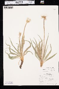 Nothocalais cuspidata image