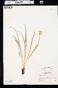 Nothocalais cuspidata image