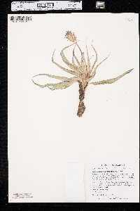 Nothocalais cuspidata image