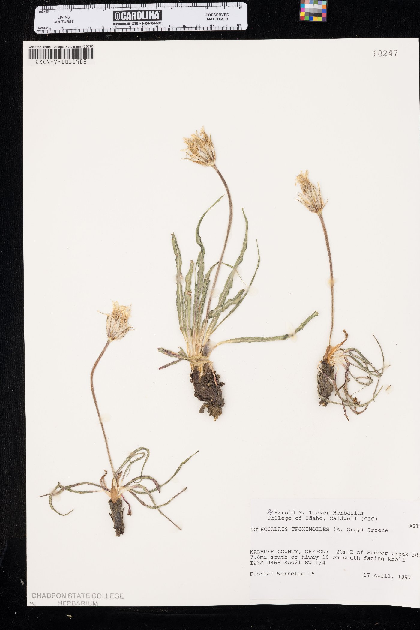 Nothocalais troximoides image