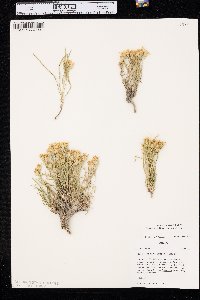 Oonopsis multicaulis image